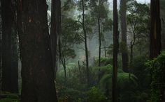 the forest is full of tall trees and lush green foliage on a foggy day