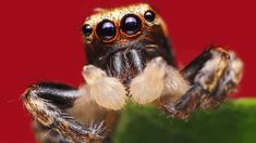 a close up of a jumping spider on a green plant with red wall in the background