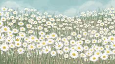 a field full of white daisies with blue sky in the background