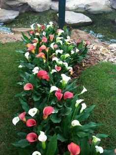 some pink and white flowers are growing in the grass near a stream with rocks on it