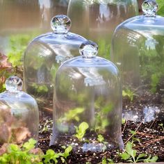 four glass cloches with plants growing in them and some dirt on the ground