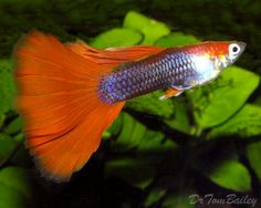 an orange and blue siamese fish swimming in the water with green plants behind it