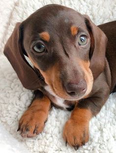 a brown and black dog laying on top of a white blanket