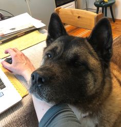 a dog sitting on the lap of a person at a table with a laptop computer