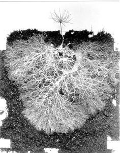 a black and white photo of a tree with roots in it's center, surrounded by dirt