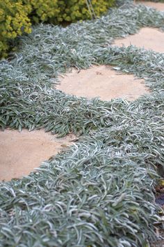 some plants that are growing on the side of a road and in front of bushes