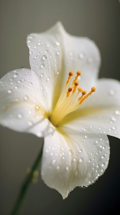 a white flower with water droplets on it's petals and the center is yellow