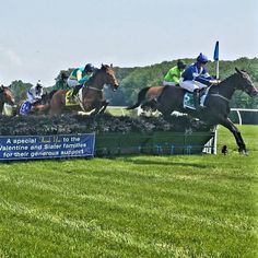 jockeys are riding their horses over a barrier at a horse racing track on a sunny day