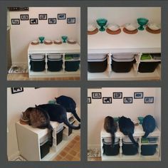 there are four pictures of cats sleeping on the shelves