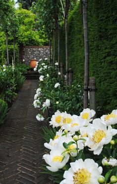 white and yellow flowers line the walkway in this garden