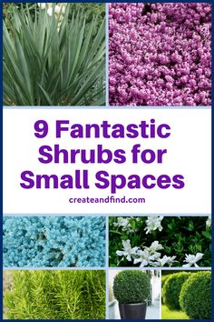 some plants and flowers with the words 9 fantastic shrubs for small spaces