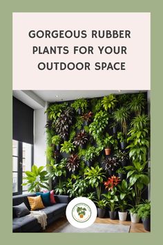 Vertical garden with lush rubber plants in a cozy seating area. Low Maintenance Indoor Plants, Ficus Elastica, Rubber Plant, Rubber Tree, Propagating Plants, Nature Indoors, Low Maintenance, Potted Plants