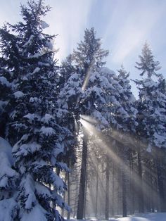 the sun shines through the snow covered trees