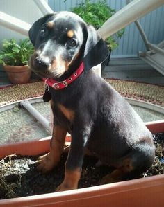 a small black and brown dog sitting in a flower pot on top of some dirt