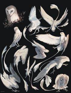 several white birds with wings spread out on a black background, including one bird and the other