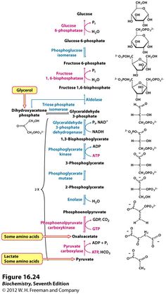 the diagram shows different types of substances and their functions in each substance, including phosphants