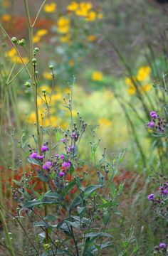 wildflowers and other plants in a field