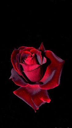 a red rose is shown in the dark