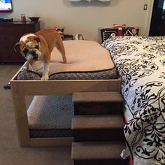 a dog standing on top of a bed in a room with carpeted flooring