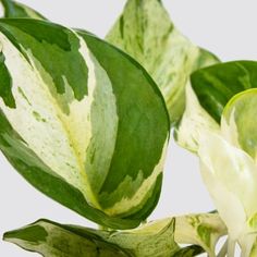 some green and white leaves on a plant