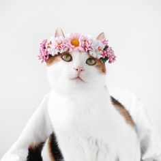 a cat wearing a flower crown on top of it's head and looking at the camera