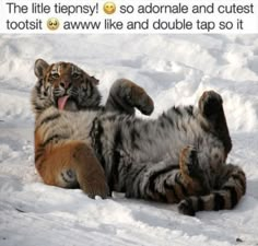 a tiger rolling around in the snow with its tongue out and it's mouth open