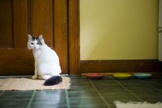 a cat sitting on the floor in front of a door