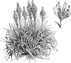 an old black and white drawing of some plants