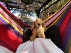 a dog is sitting in a hammock