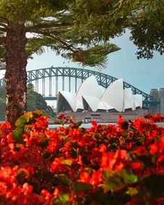 the sydney opera house and harbour bridge are seen through red flowers in front of it