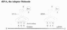 the diagram shows an arrangement of different types of membranes and their functions in which there are