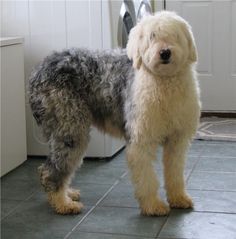 a shaggy haired dog standing in front of a washer