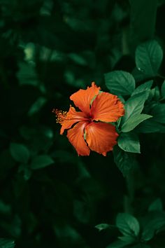 an orange flower with green leaves in the background