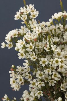 the white flowers are blooming on the stems in the vase and against the blue background