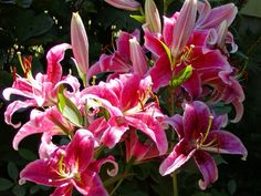 pink lilies are blooming in the garden