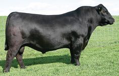 a large black cow standing on top of a lush green field next to a fence