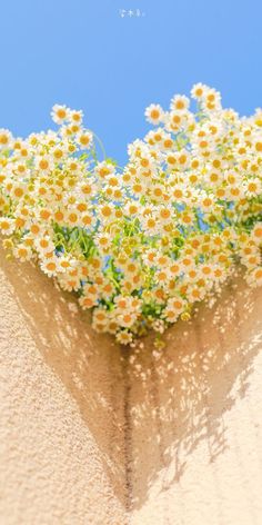 the sun shines on some daisies in front of a heart shaped window sill