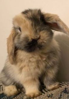 #bunny Cutee Animals, Bunny Cages, Bunny Rabbits