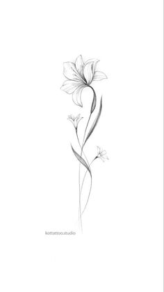 a pencil drawing of a flower