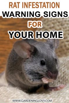 a rat sitting on top of a couch with the words rat infestation warning signs for your home