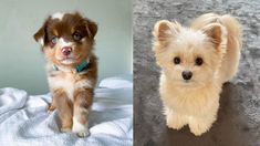 two pictures side by side one has a small dog and the other has a larger dog