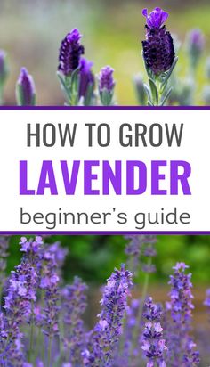 Learn how to grow lavender and bring its beauty and fragrance to your garden! This guide covers lavender plant care, from planting to maintenance, so you can enjoy lavender plants in your landscape. Perfect for creating a lavender garden or adding decoration plants that enhance any space, lavender is a versatile addition to your home or even a lavender farm!" #lavender #gardentips #herbgardening #magicgarden When To Plant Lavender, Growing Lavender From Seed, Lavender Plant Care, Lavender Care, How To Propagate Lavender, Grow Lavender, Beginners Garden, Best Herbs To Grow, Potted Lavender