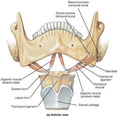 the bones of the neck and lower limbs are labeled in this diagram, with labels on each side