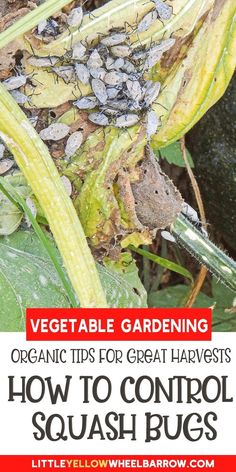 a close up of a plant with text overlay reading vegetable gardening organic tips for great harvestes how to control squash bugs