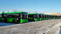 several green buses are parked on the side of the road