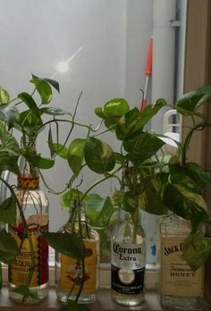 College apartment decor | unique pots | #ivy #alcohol #art #upcycling #nature #plants Plants In Bottles Aesthetic, Plant Bottle Decor, Plant College Dorm, Plants In Liquor Bottles, Alcohol Bottle Plants, Plants In Alcohol Bottles, Plant Propagation Aesthetic, Plants In Bottles Ideas, Alcohol Bottles Aesthetic