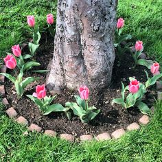 pink tulips growing in the middle of a circle around a large tree trunk