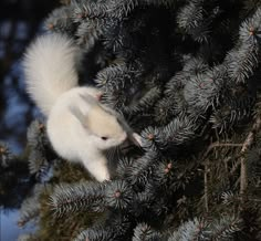 a small white animal climbing up the side of a pine tree with its tail hanging down