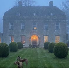 two dogs standing in front of a large house on a foggy day at night