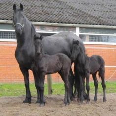 three black horses standing next to each other on a dirt field in front of a building